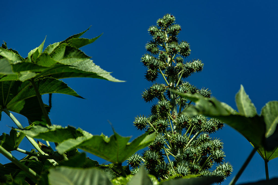 Doyley's Haitian Black Castor Oil blog post image