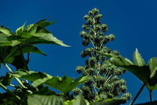 Doyley's Haitian Black Castor Oil blog post image